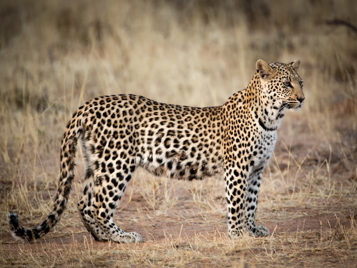 Juvenile Leopard: Canon 5D mk3, 500mm F4.0+1.4x extender @&nbsp;f5.6, 1/200, ISO800