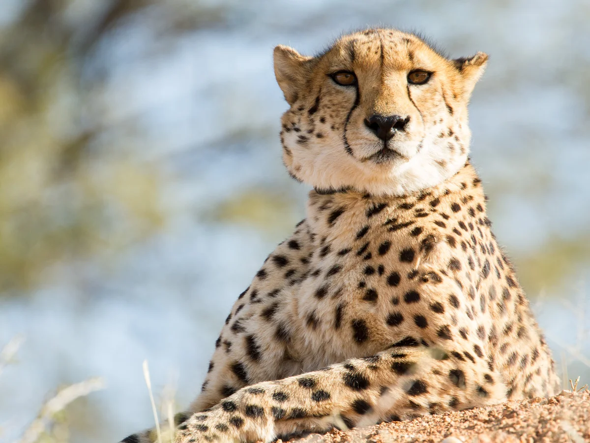 Collared Cheetah: Canon 5D mk3, 500mm F4.0+1.4x extender @&nbsp;f5.6, 1/800, ISO500