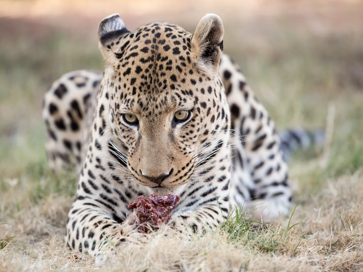 Wahu the Leopard: Canon 5D mk3, 500mm F4.0 @&nbsp;f4.0, 1/400, ISO800