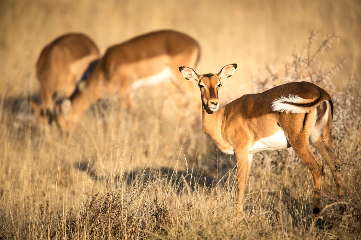 Canon 5D mk3, 500mm F4.0+1.4x extender @&nbsp;f5.6, 1/1250, ISO400