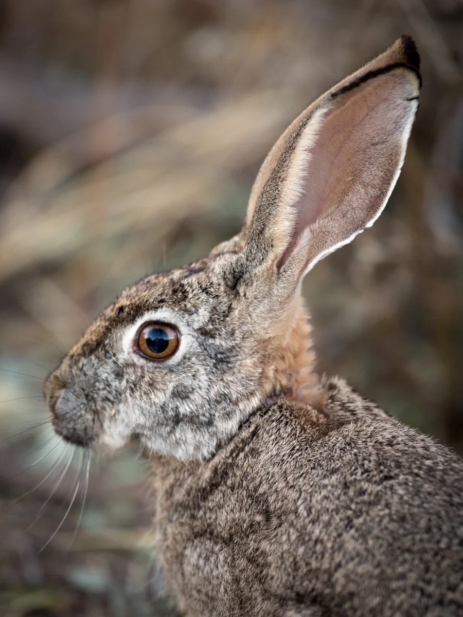 Srub hare: Canon 5D mk3, 500mm F4.0 @ f4.5, 1/160, ISO800