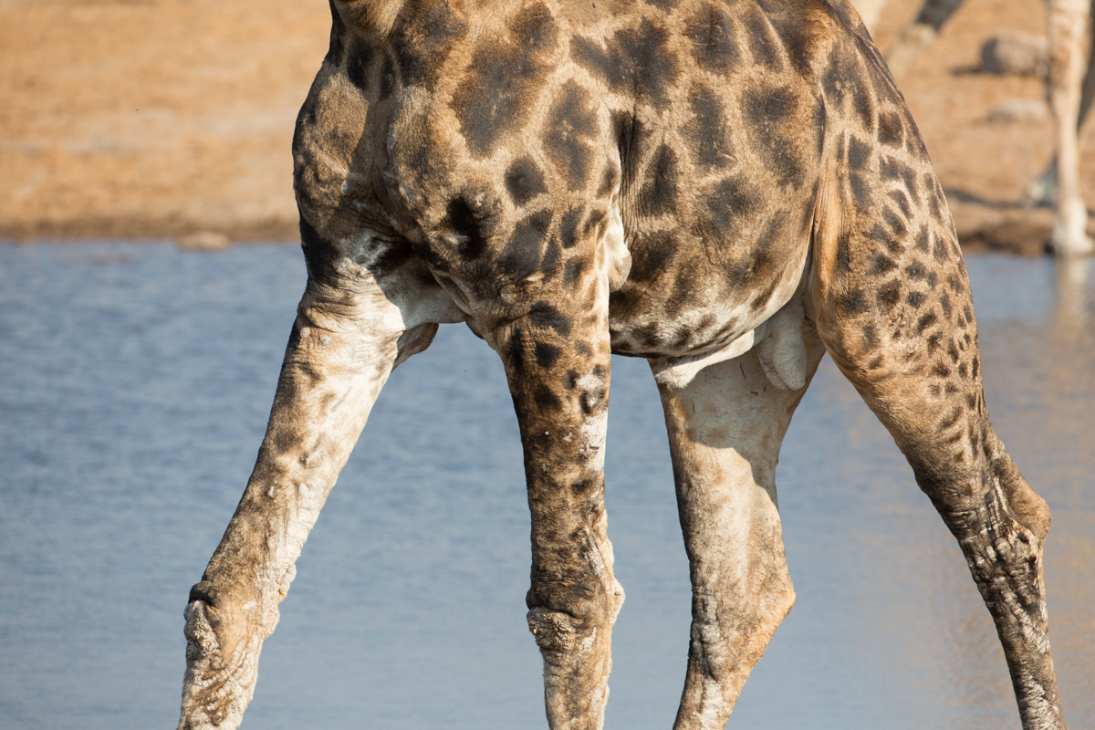 Canon 5D mkiii, 500mm F4 @ f8.0, 1/800, ISO400