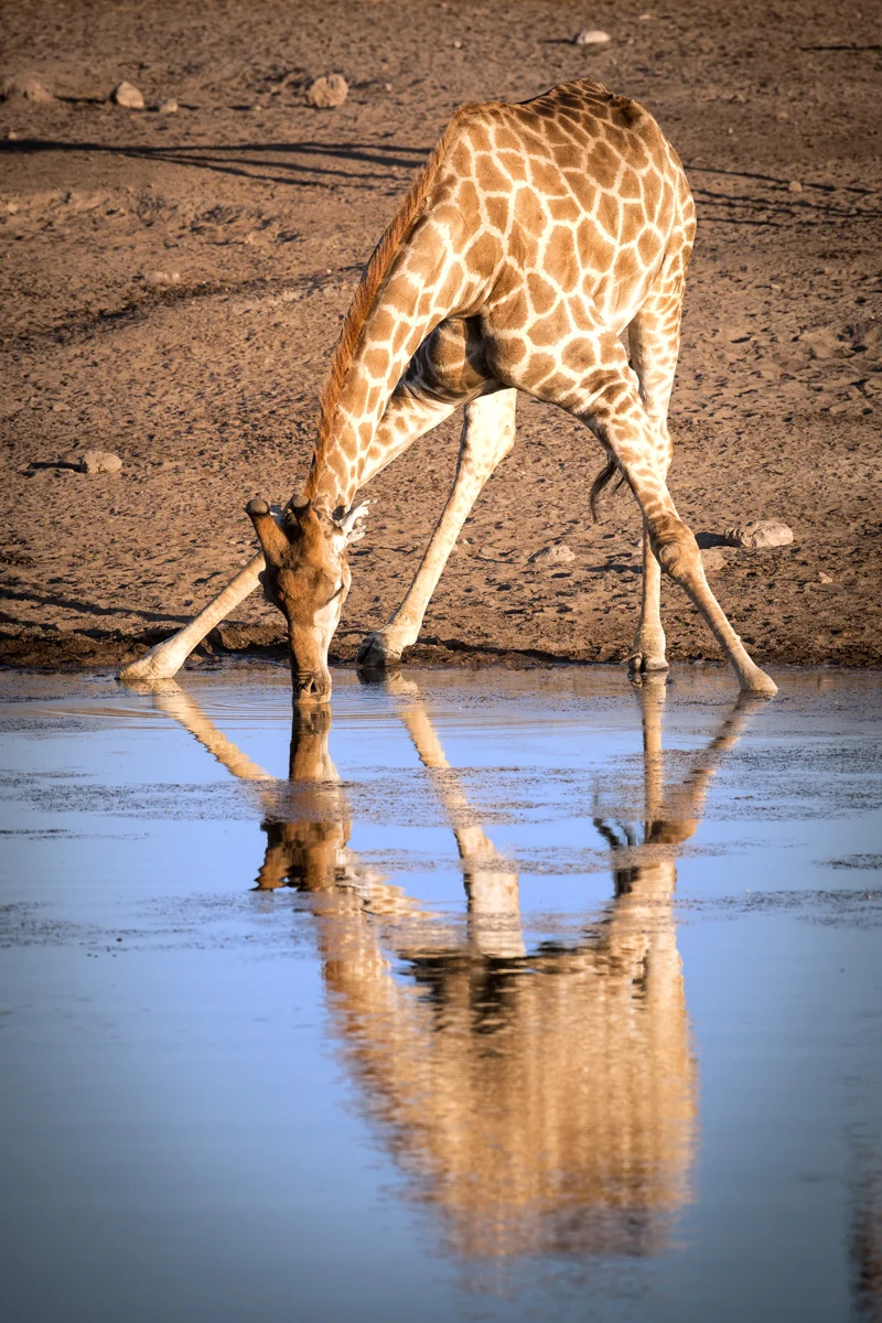 Canon 5D mkiii, 500mm F4 @ f8.0, 1/1000, ISO500