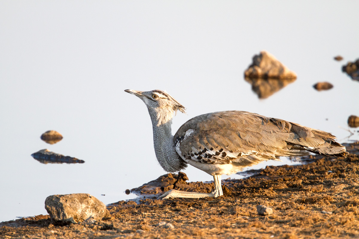 Canon 7 D , 500mm F4 @ f5.6+1.4x , 1/100 0, ISO640