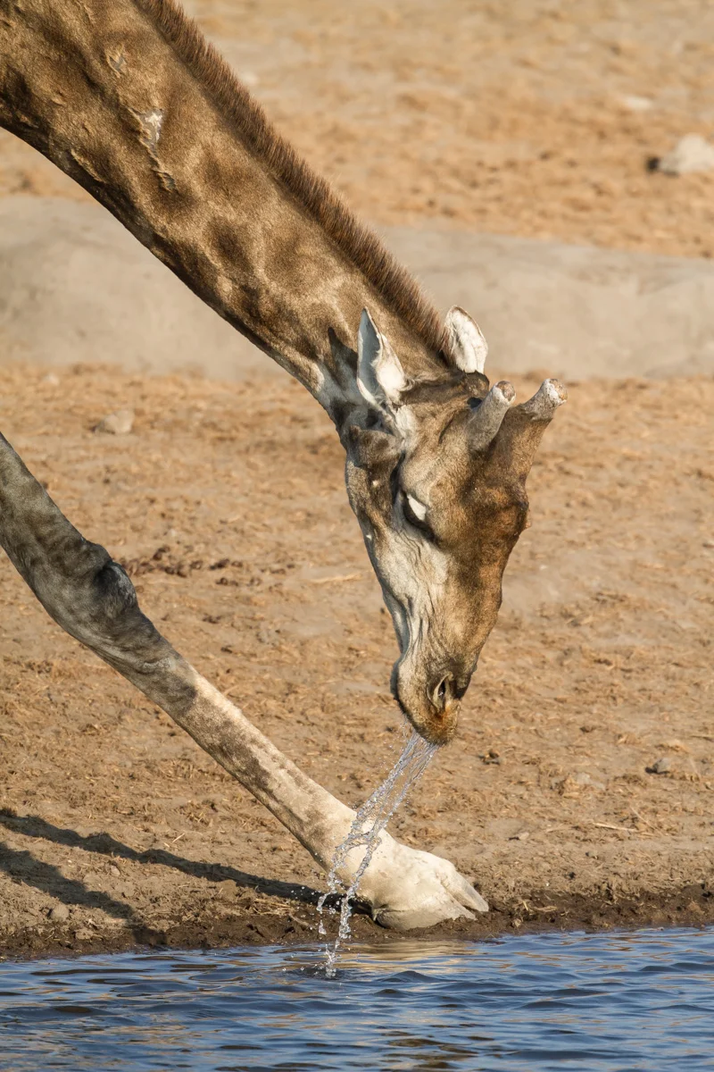 Canon 7 D , 500mm F4+1.4x @ f5.6, 1/125 0, ISO40 0