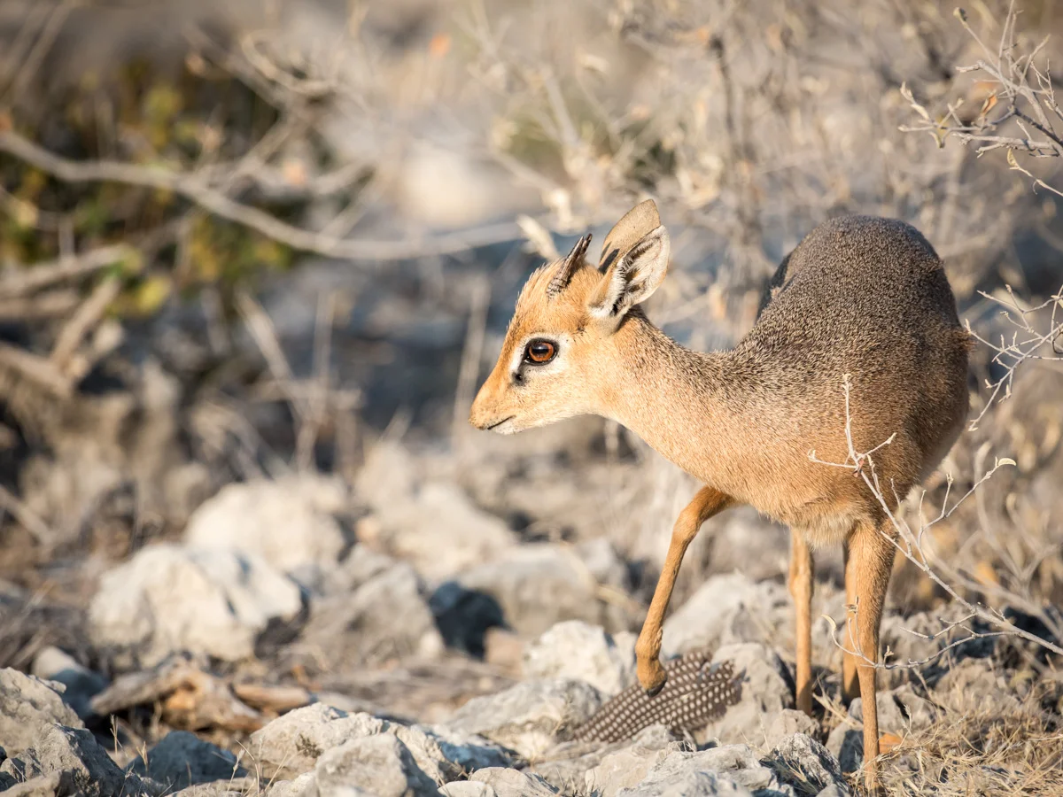 Dik Dik (Namibia): Canon 5D mkiii, 500mm F4 @ f6.3, 1/4000, IS1250