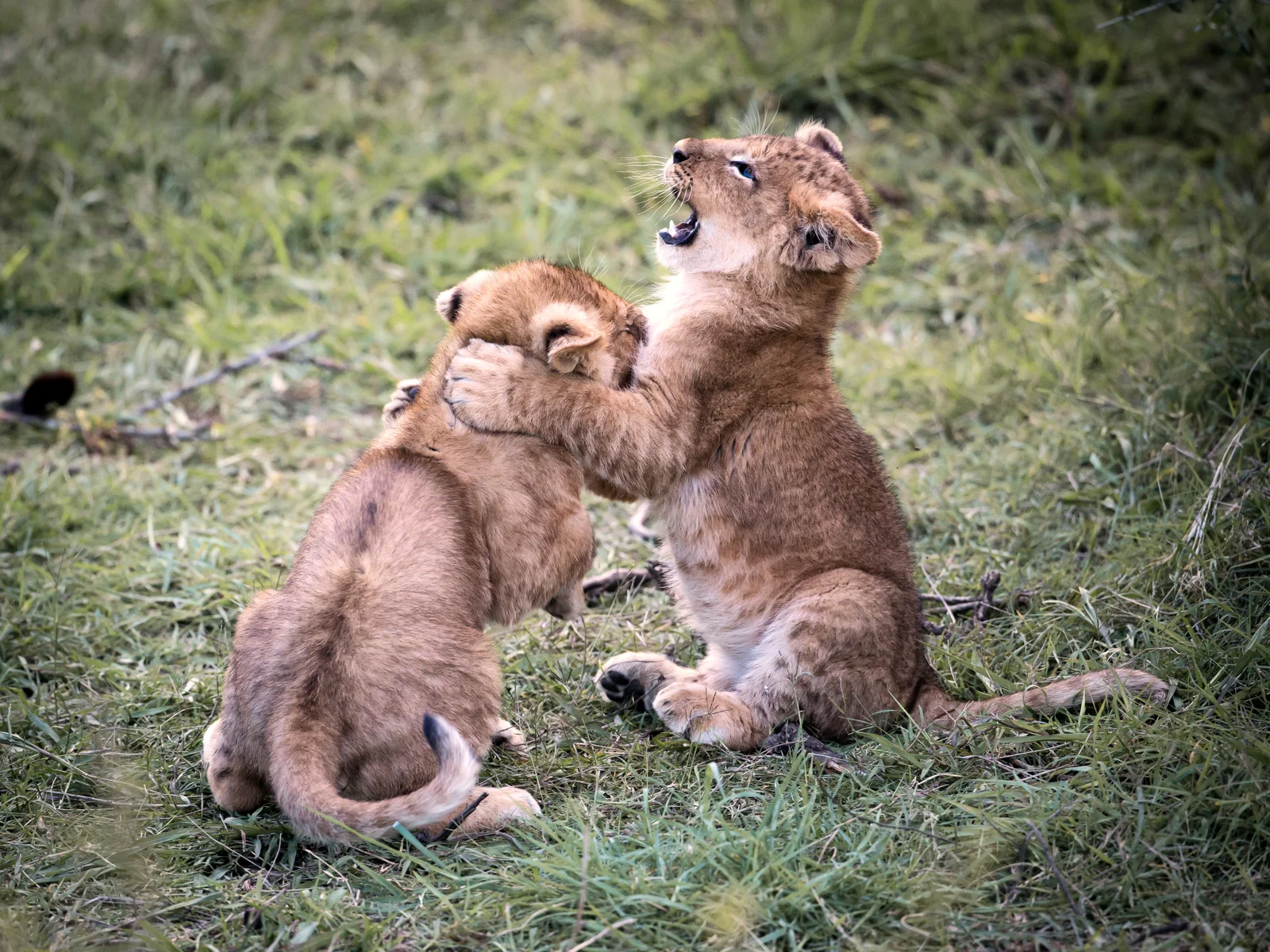 Baby Lions (Kenya): Canon 5D mkiii, 500mm F4 @ f5.6, 1/400, ISO2500