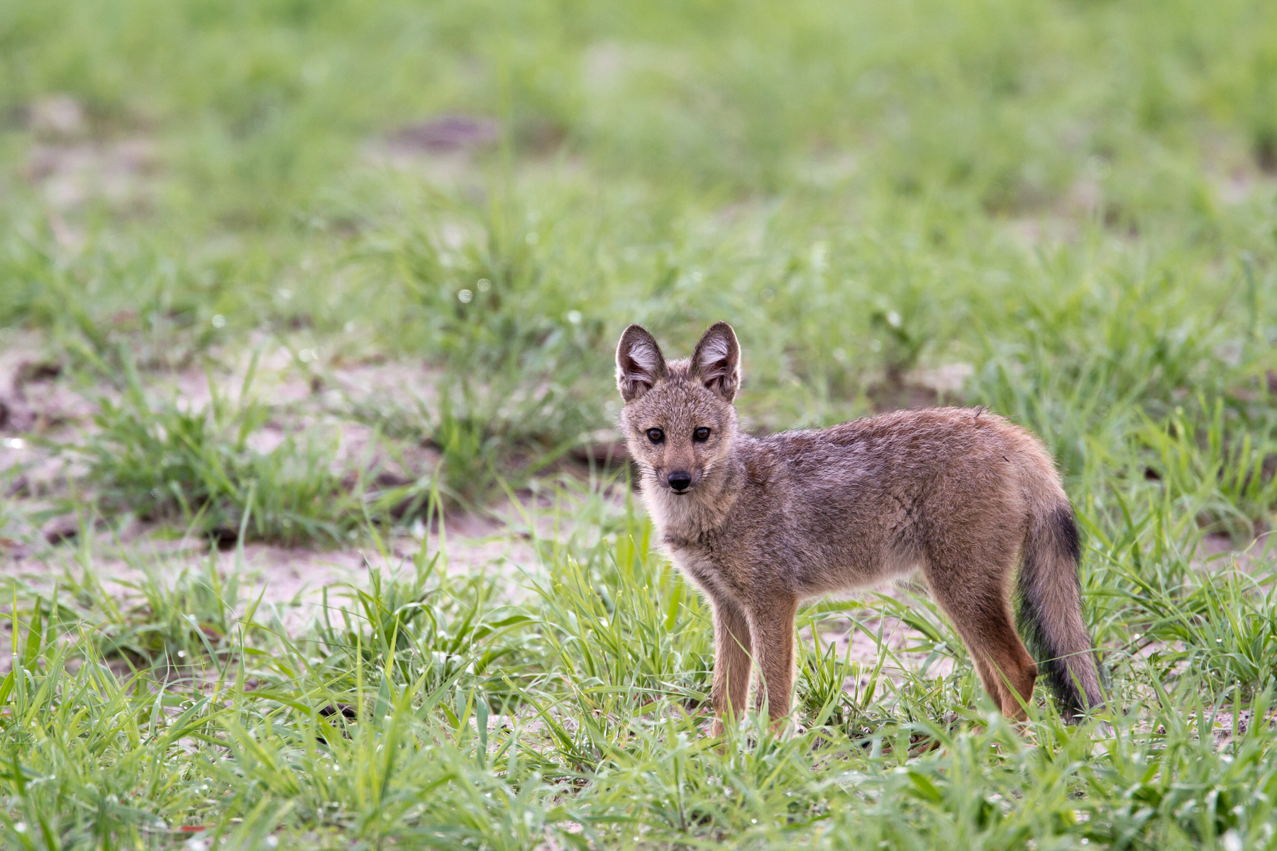 Baby Jackal (Botswana): Canon 7D, 500mm F4 @ f5.6, 1/640, ISO640
