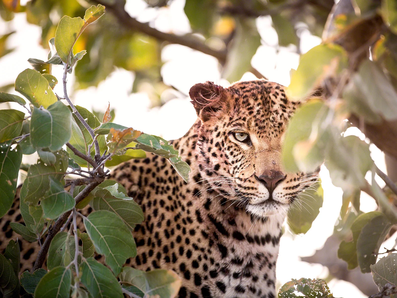 Femaile Leopard: Canon 5D mk3, 500mm F4.0 @ f4.0, 1/1000, ISO1000