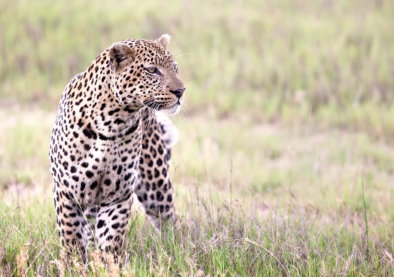 Photographing Wild Africa - Part 1