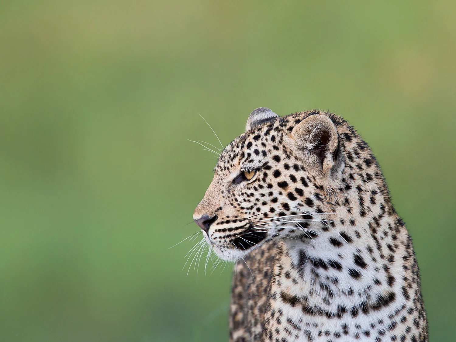 How the leopard should look - 'popping' out of the background.