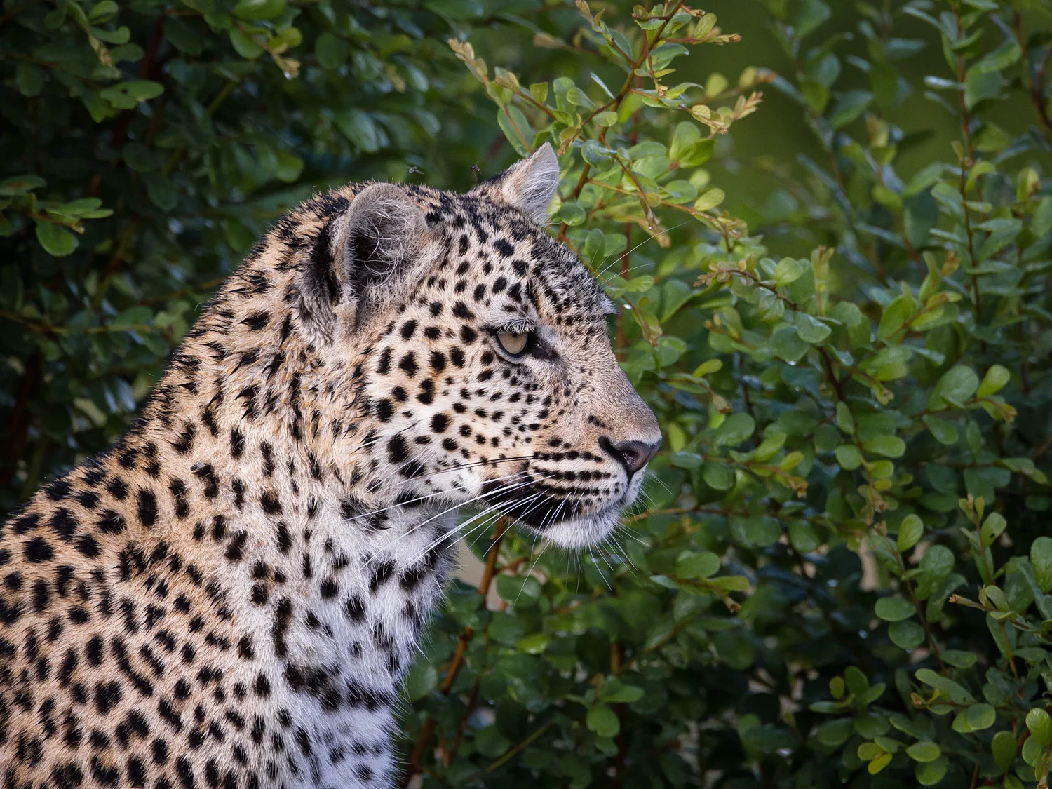The same leopard earlier on when it was too close to vegetation.