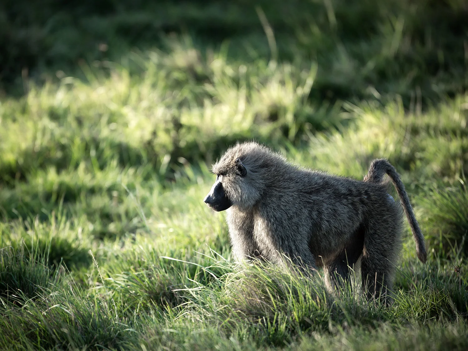 Space left in front of the baboon for it to 'move' into.