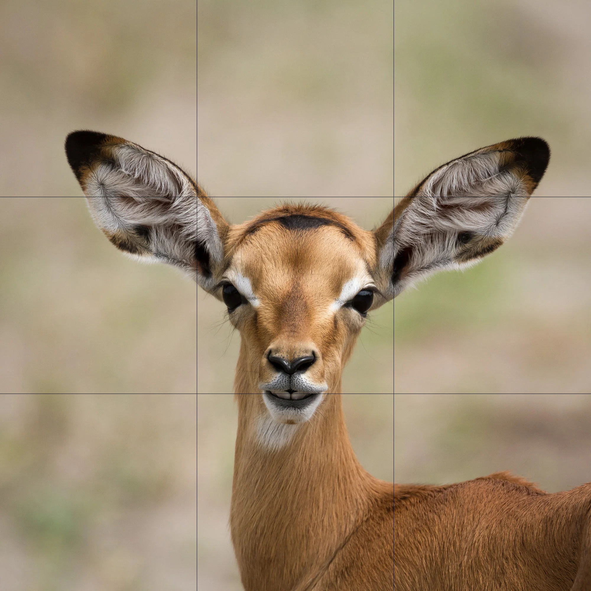 A centered subject works despite not being 'thirds' framed.