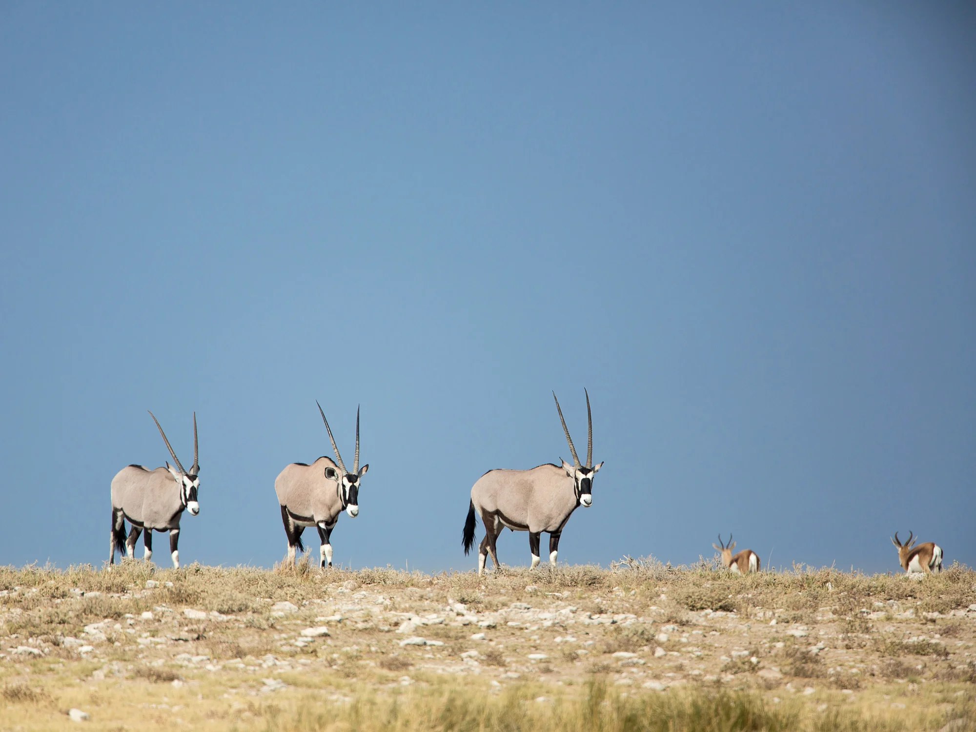 This 'wide' shot shows animals coming and going.