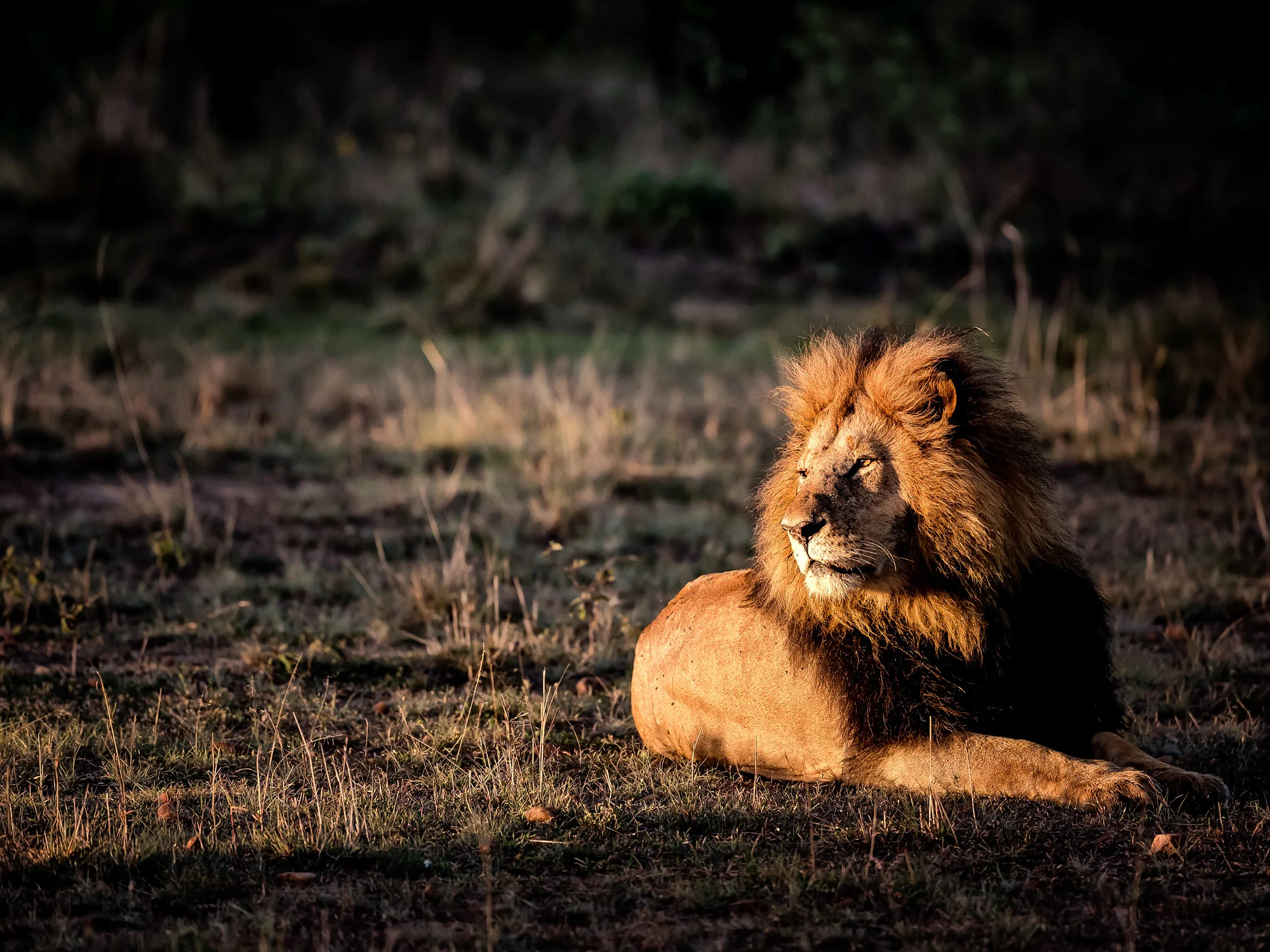 Sitting in a pool of light in the morning this lion looks regal.
