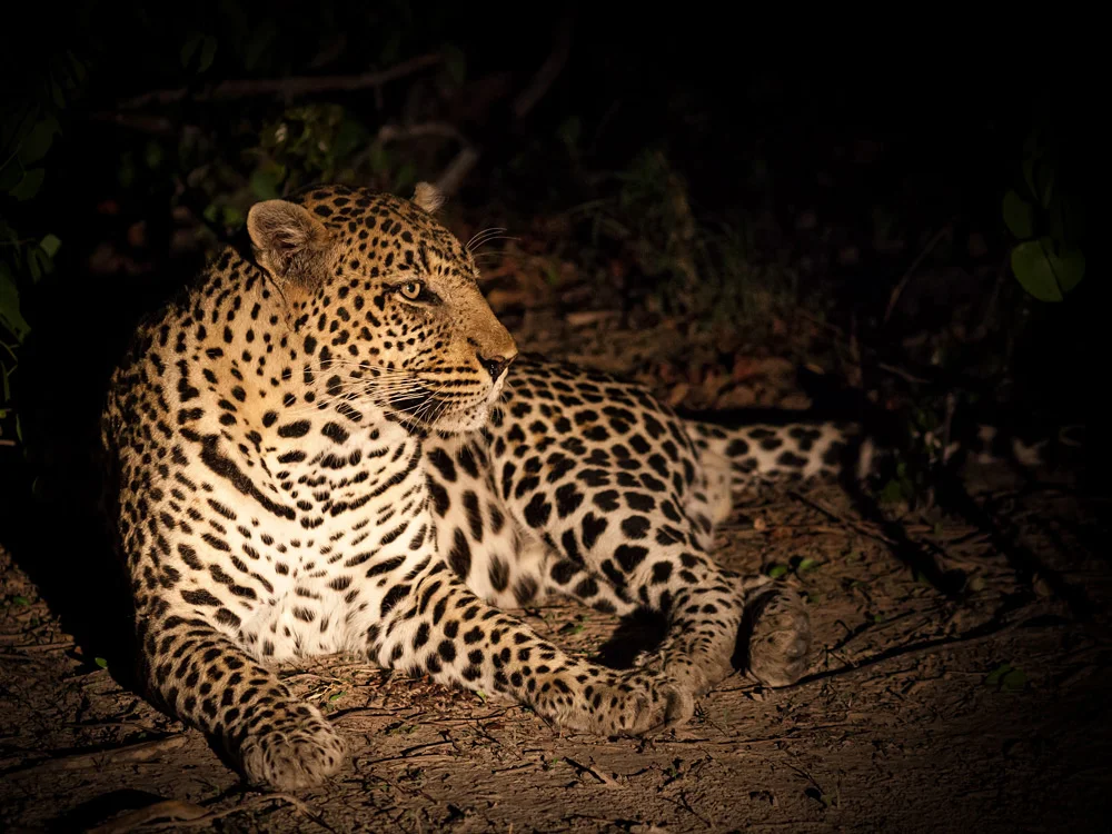 Heavy vignetting helps smooth out shadows on this spotlit shot.