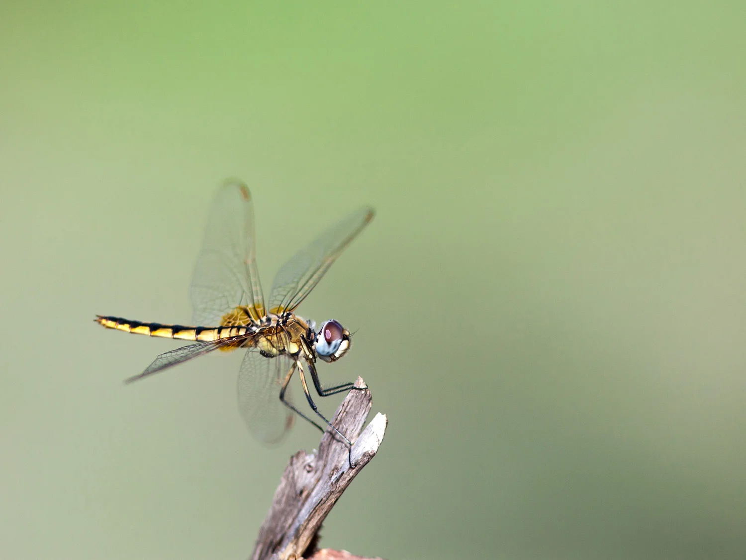 Dragonflies make great target practise.