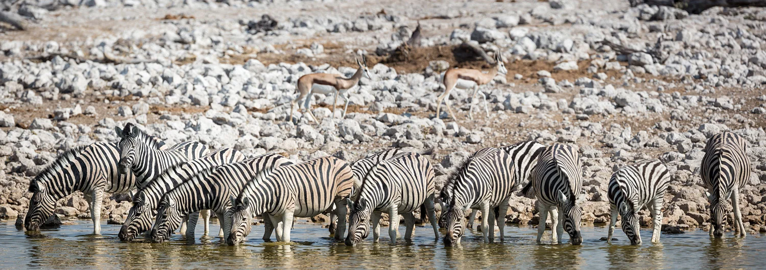 Zebra's in a line just waiting for the panoramic treament.