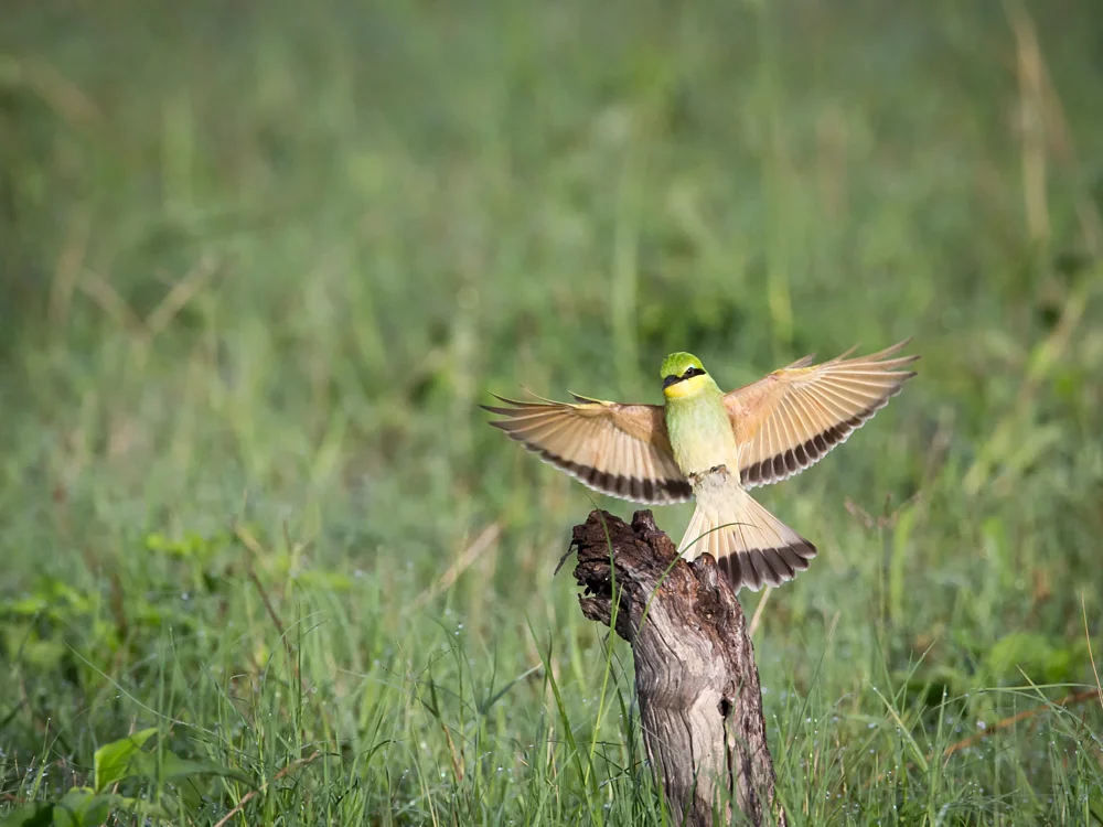 Pre-focusing and aiming at the perch allowed this landing shot.