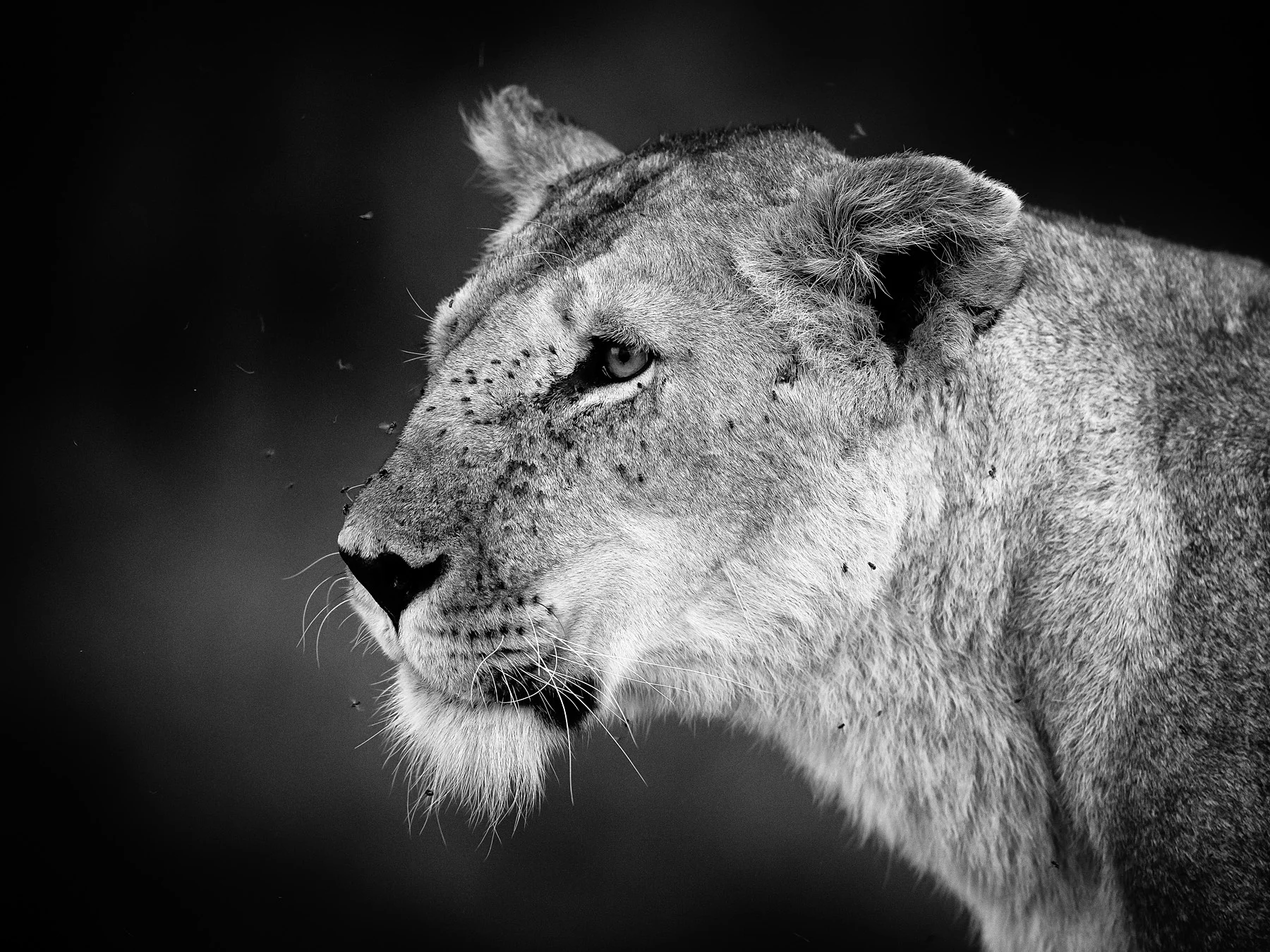 Monochrome conversions work well on contrasty subjects.