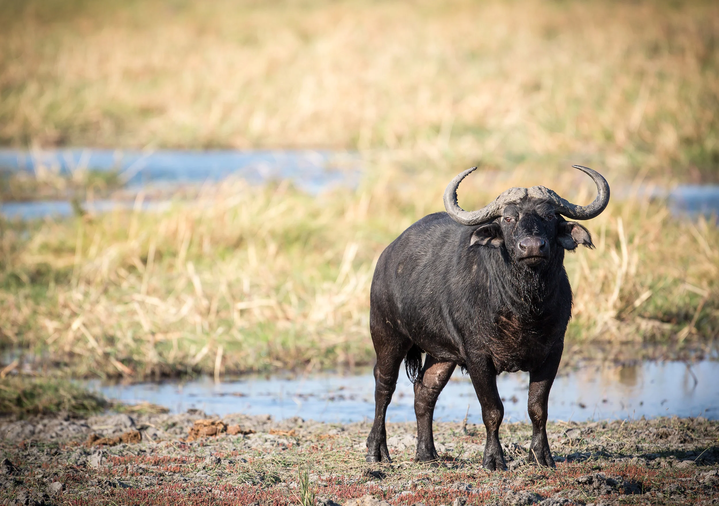 A buffalo checking out the guy checking him out.
