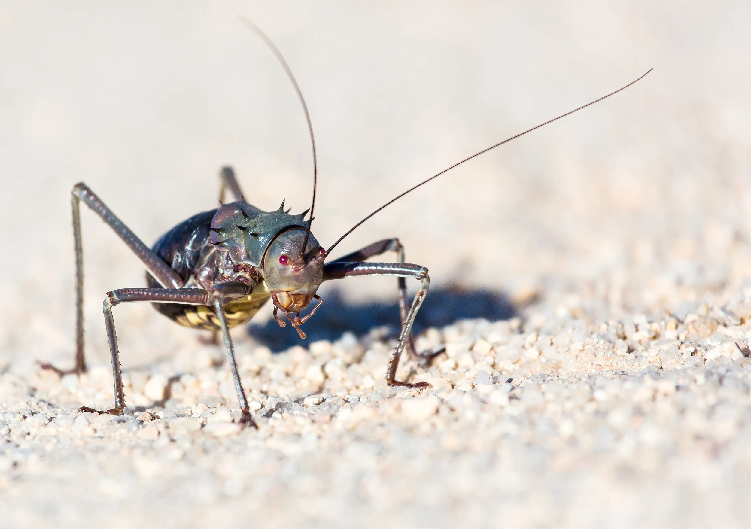 A bush cricket shot with a telephoto lens.
