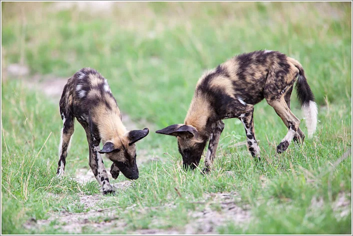 Photographing African Wild Dogs