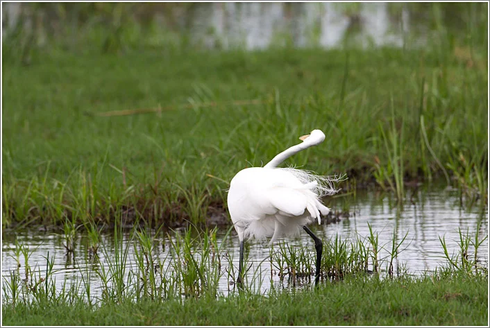 Botswana: Egret Strike