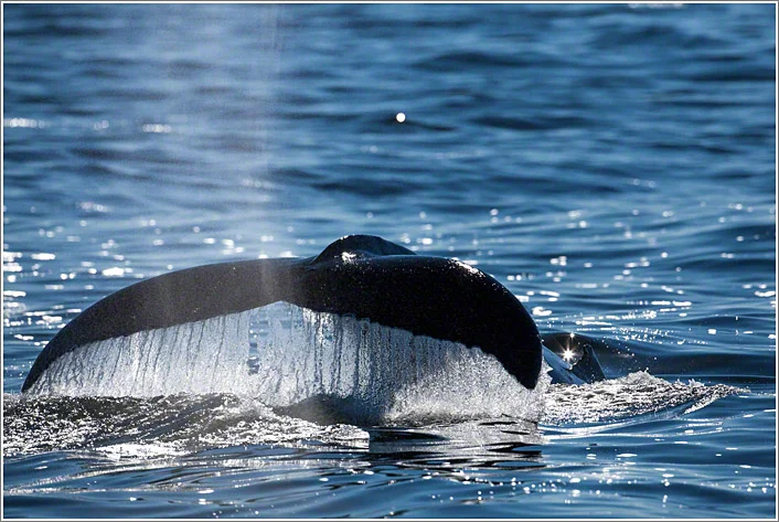 Whale Watching In Ucluelet Canada