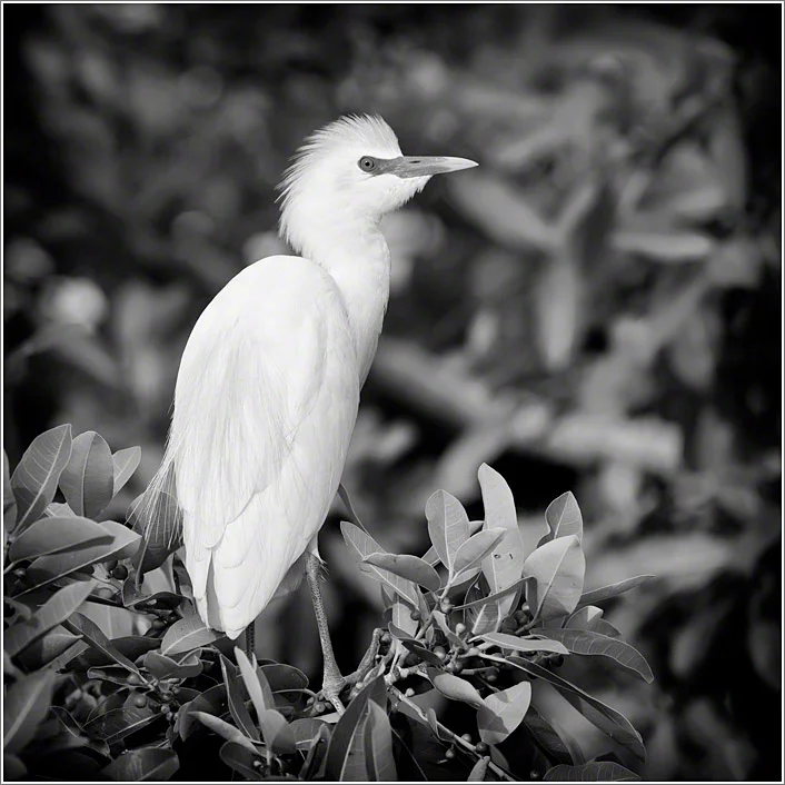 Botswana Birding Experience - The Heronry.