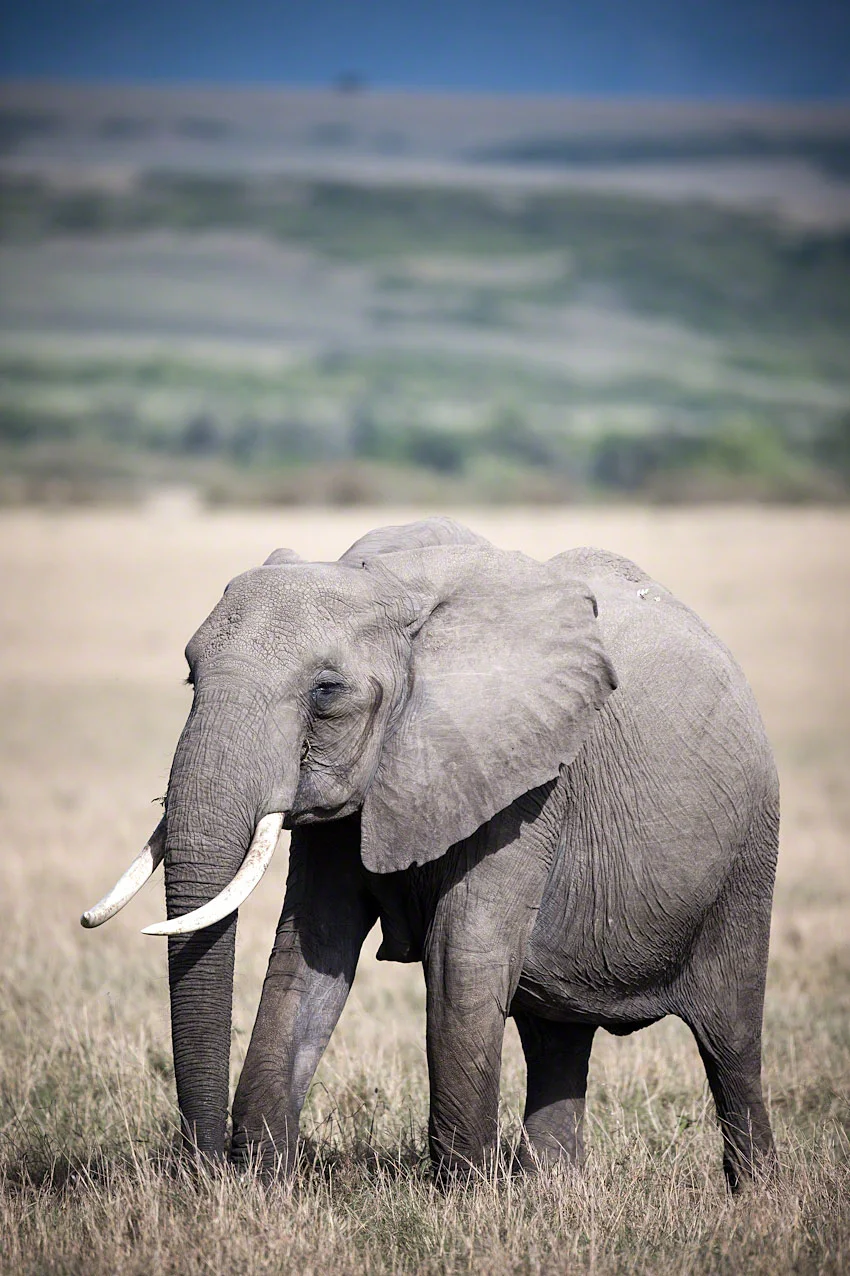 Kenya Trip Report - Part One.