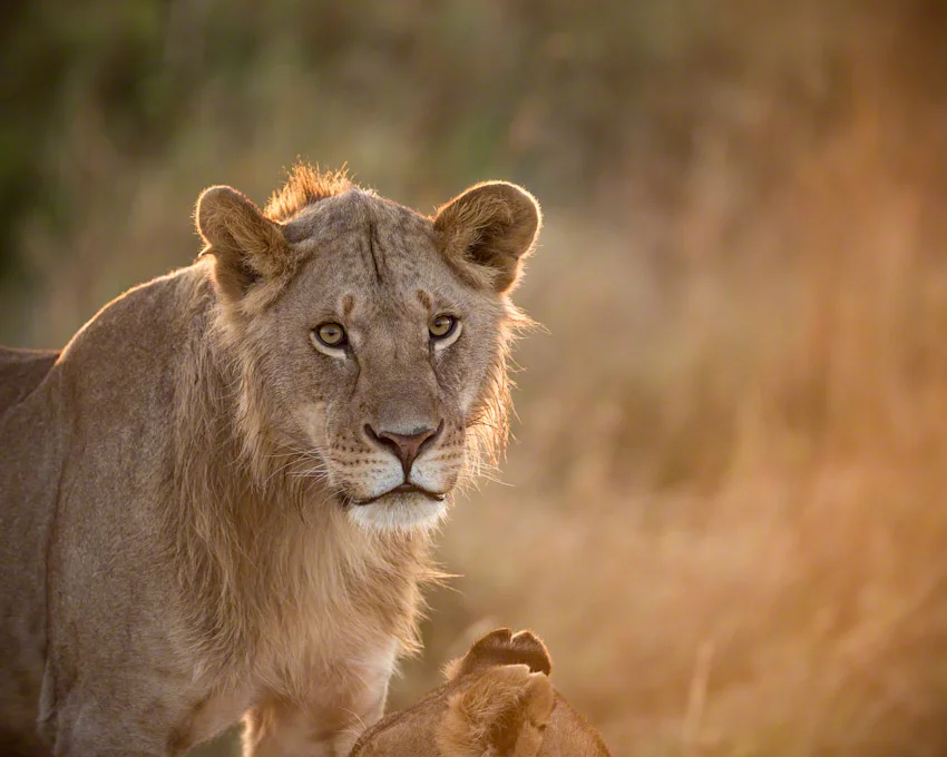 Kenya Trip Report Part Two (Lions)