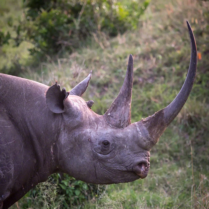 Rhinos - Africa's dwindling heritage