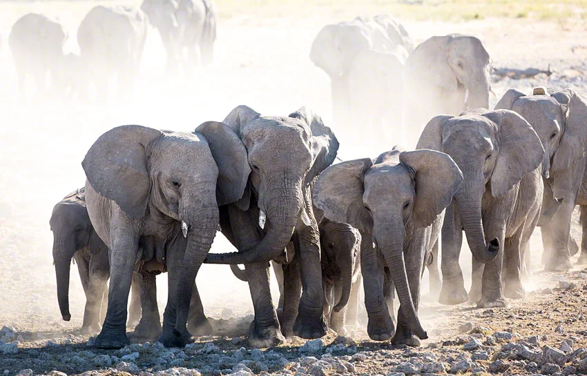Namibia's Etosha National Park