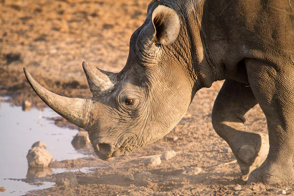 Black Rhino - Canon 7D , 500mm+1.4x, f5.6, 1/500 sec, ISO 400