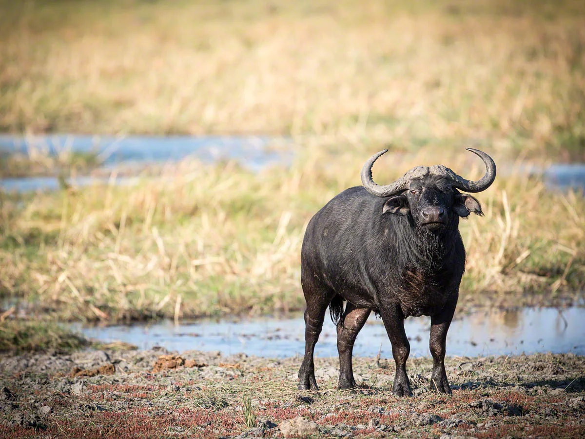 Buffalo - Canon 5D Mark III, 500mm, f4.0, 1/800 sec, ISO 200