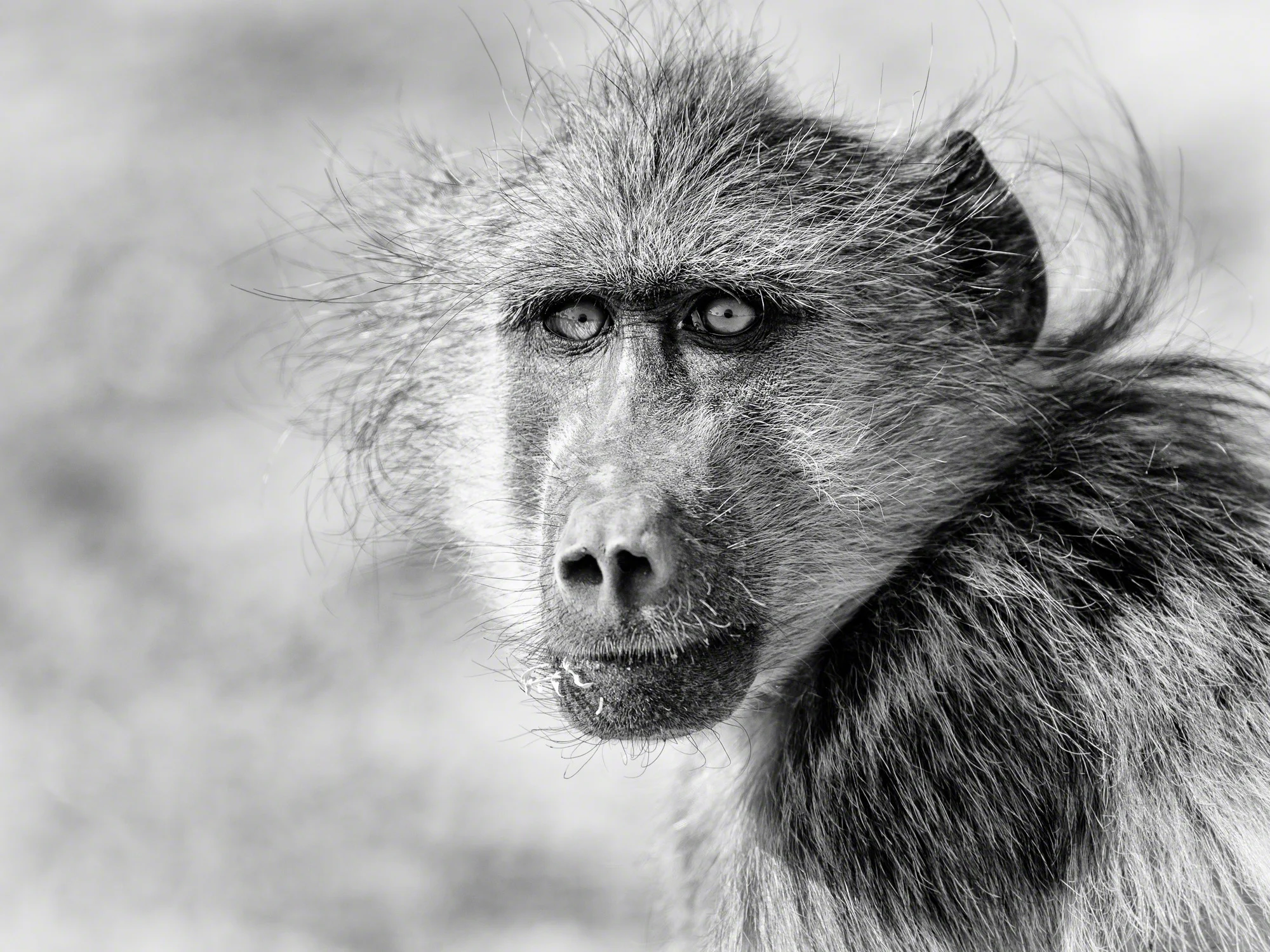 Baboon, Namibia