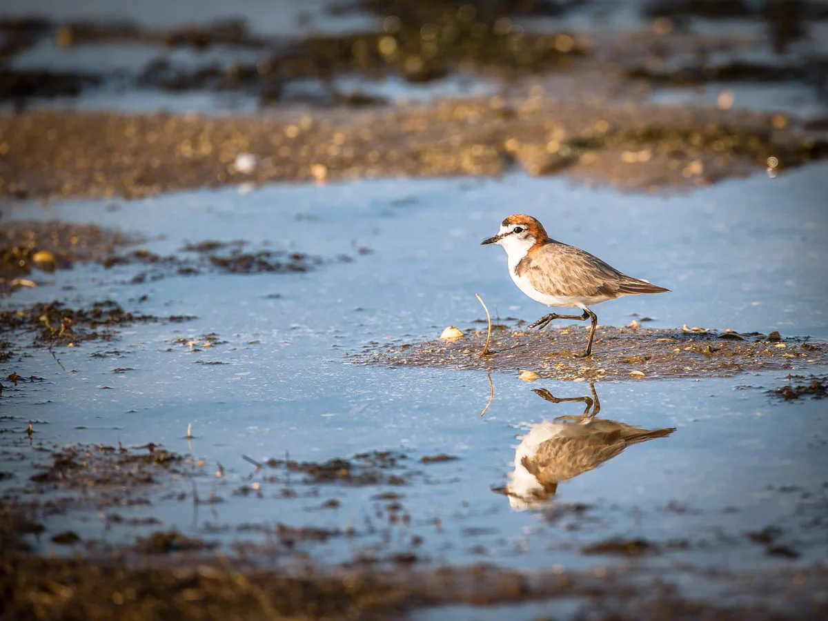 Canon 5D mk iii, 500mm F4 + 1.4x, F5.6, 1/3200, ISO 640 