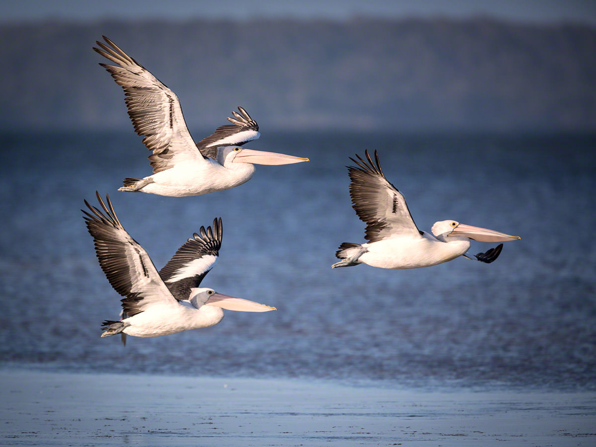 Canon 5D mk iii, 500mm F4 + 1.4x, F 5.6, 1/3200, ISO 400