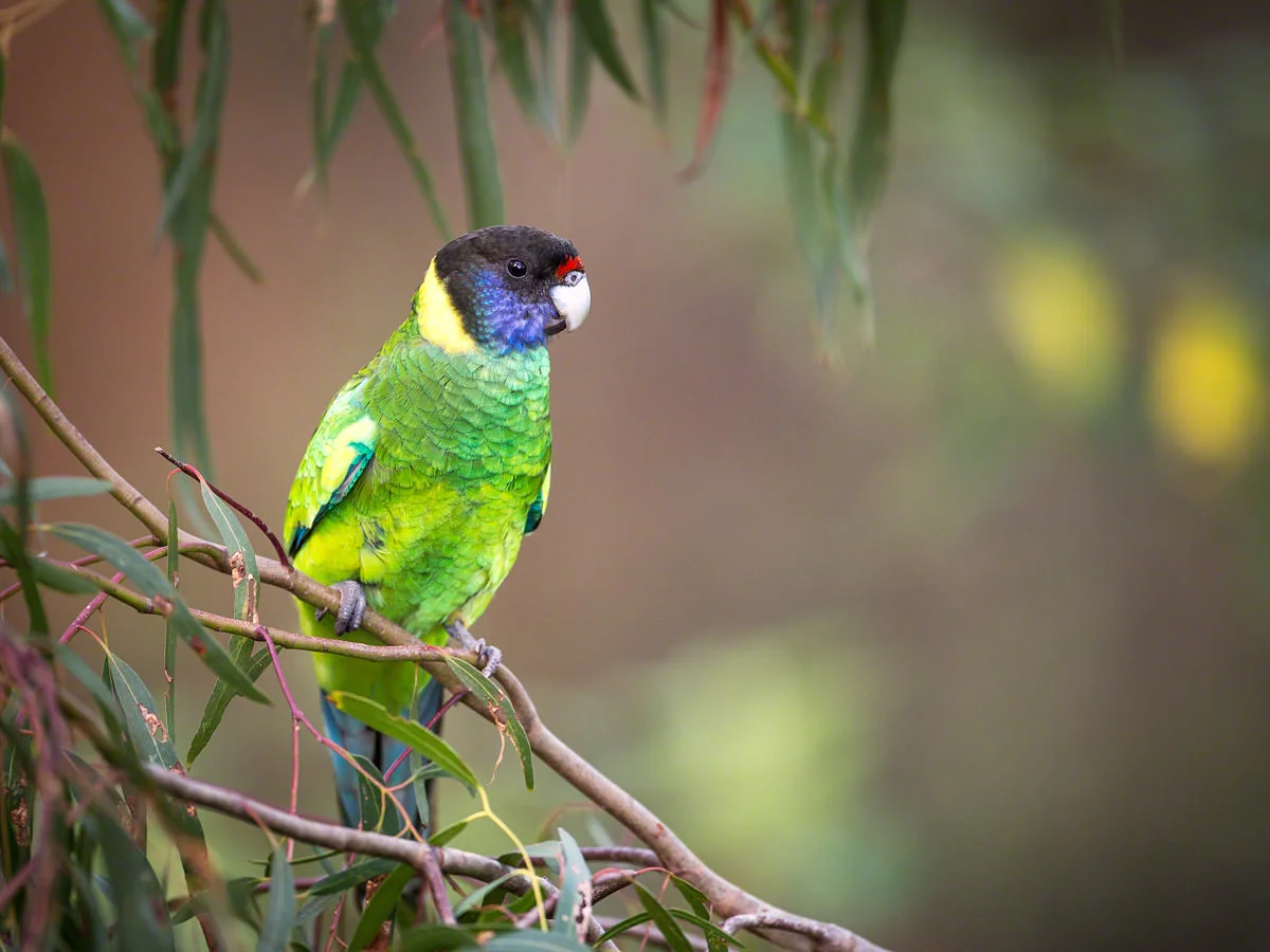 Canon 5D mk iii, 500mm F4 @ F4.0 , 1/125, ISO 1000