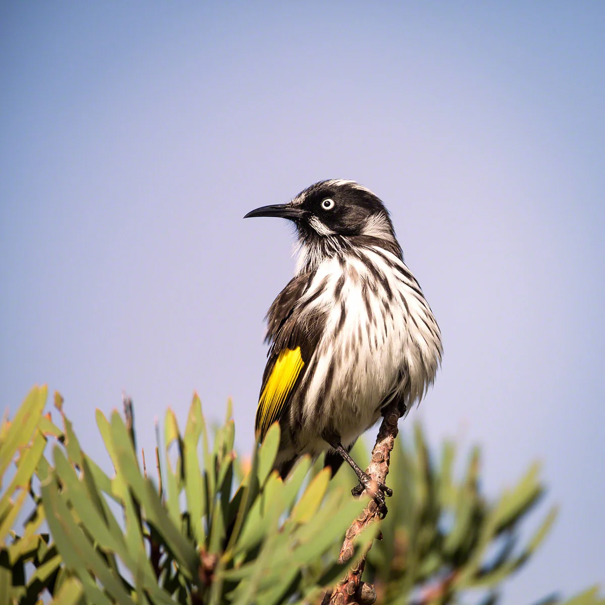 Canon 5D mk iii, 500mm F4 + 1.4x @ F5.6 , 1/2500, ISO 320