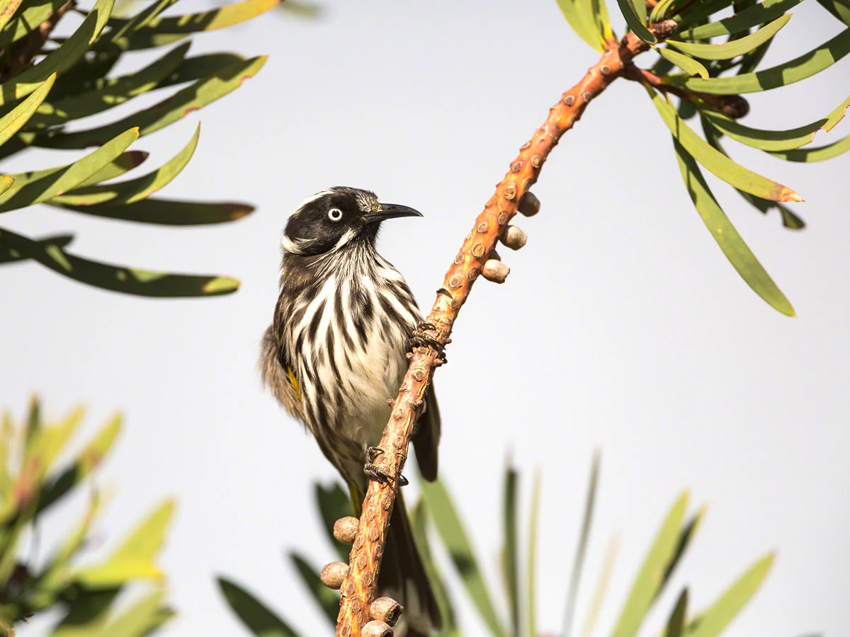 Canon 5D mk iii, 500mm F4 + 1.4x @ F5.6 , 1/2500, ISO 320