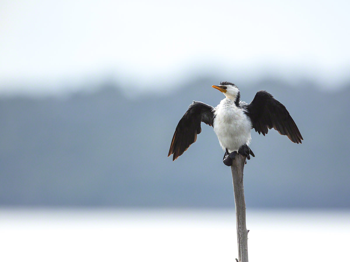 Canon 5D mk iii, 500mm F4 + 1.4x @ F5.6 , 1/2000, ISO 500