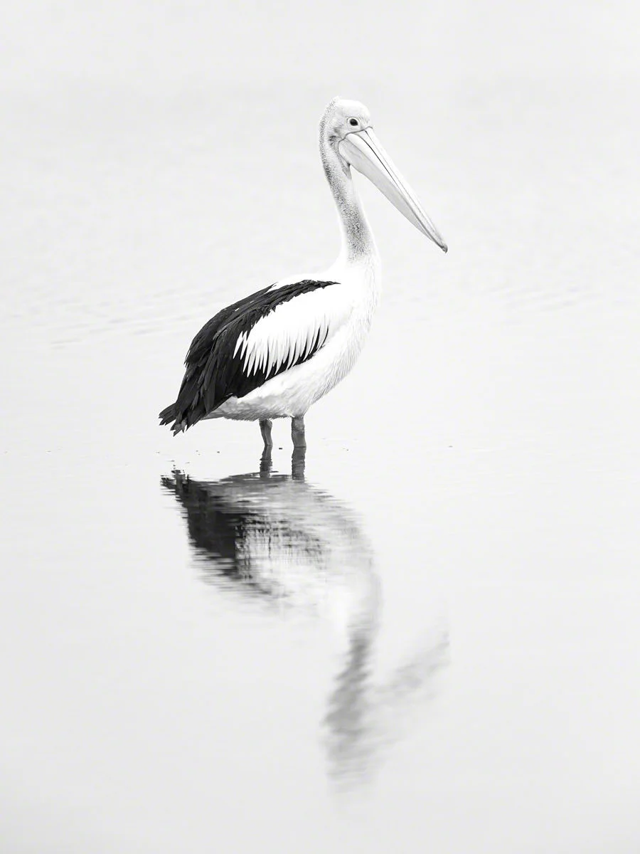Canon 5D mk iii, 500mm F4 + 1.4x @ F5.6 , 1/1250, ISO 500