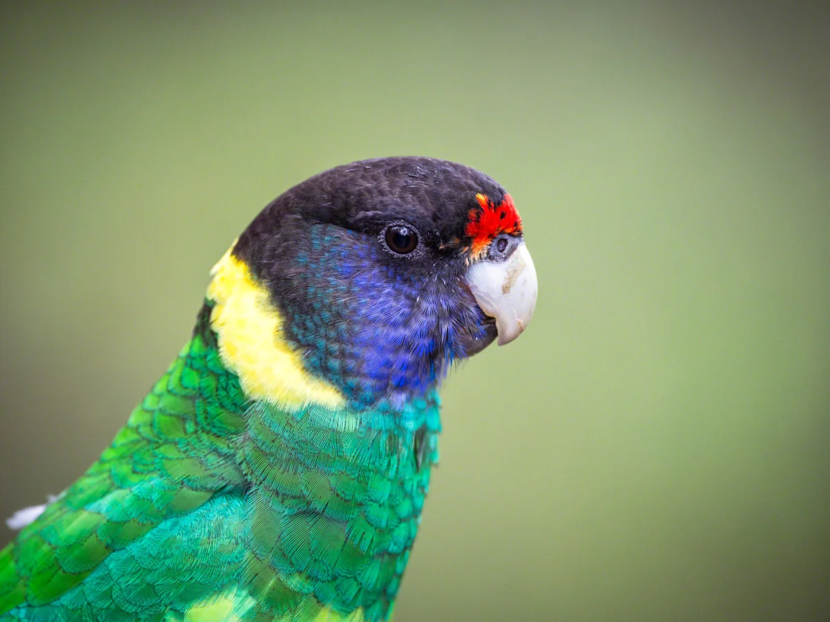 Canon 5D mk iii, 500mm F4 + 1.4x @ F5.6 , 1/200, ISO 1250
