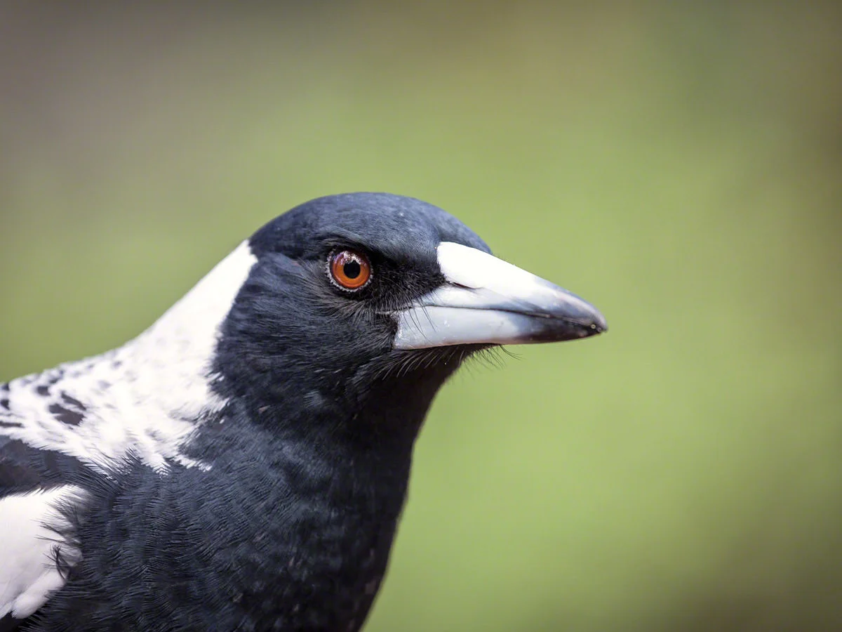 Canon 5D mk iii, 100-400 @ 400, F 5.6 , 1/200, ISO 640