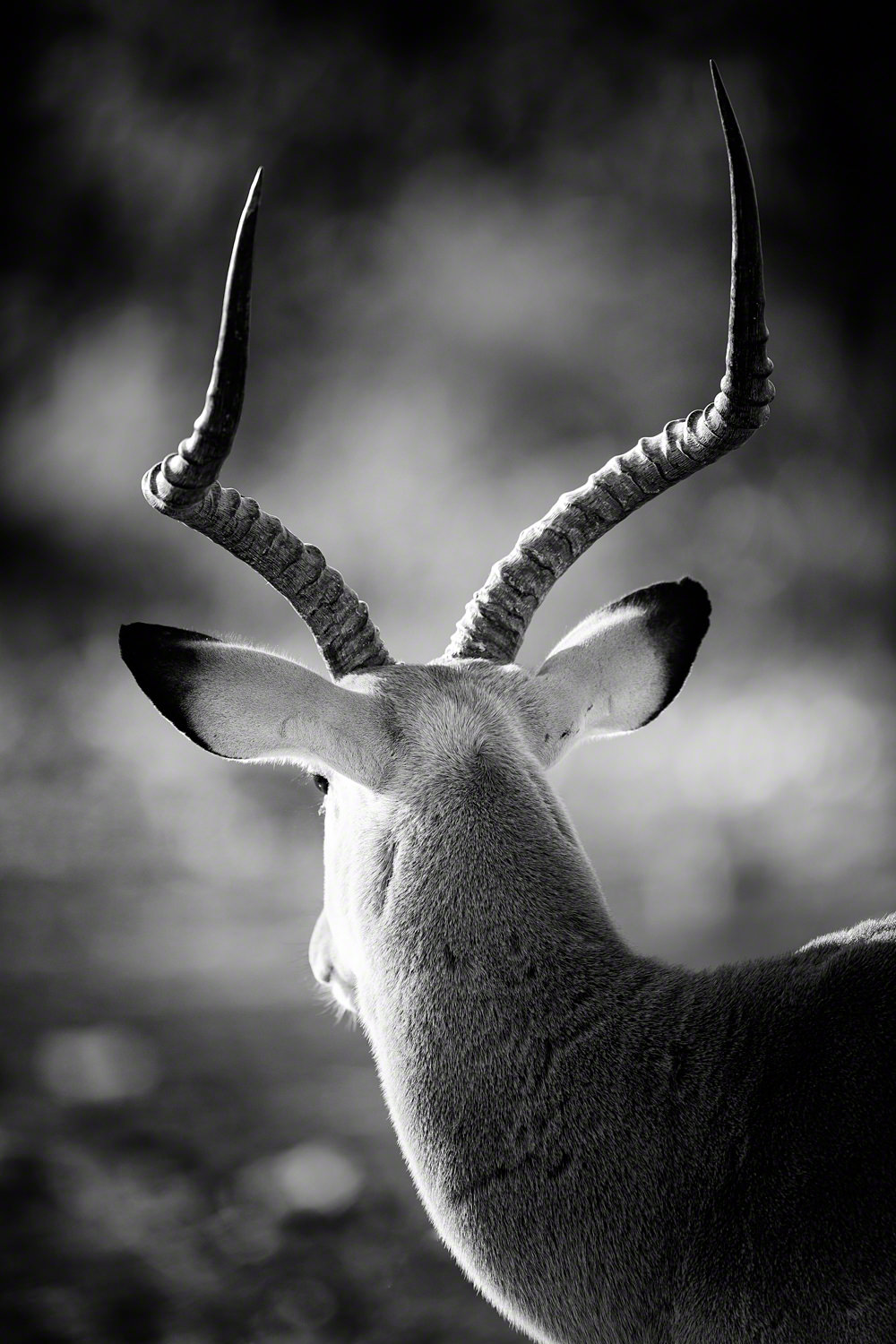 Canon 5D mk iii, 500mm F4 @ F4.0 , 1/500, ISO 200