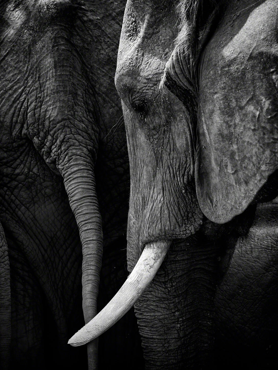 Canon 5D mk ii, 500mm F4 @ F6 .3, 1/1250, ISO 400
