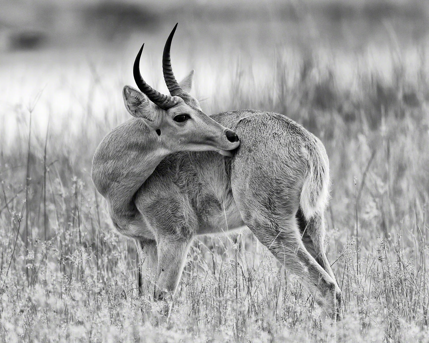 Canon 7D, 500mm F4 @ F5.6 + 1.4x , 1/400, ISO 400